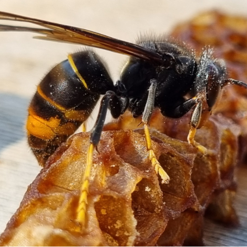 Anche in Piemonte è allarme per la Vespa Velutina, il calabrone che fa strage di api (e di miele)
