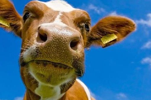 Coldiretti Piemonte, Blue Tongue: chiarire le procedure sanitarie per gli allevatori che alpeggiano in Francia