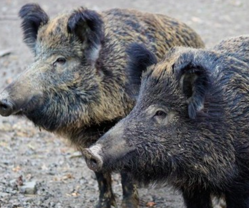 Peste suina, la Regione chiederà una deroga alle restrizioni alla caccia al cinghiale