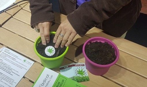 Dolore cronico e nausea da chemio, in Piemonte cresce l'uso di cannabis terapeutica