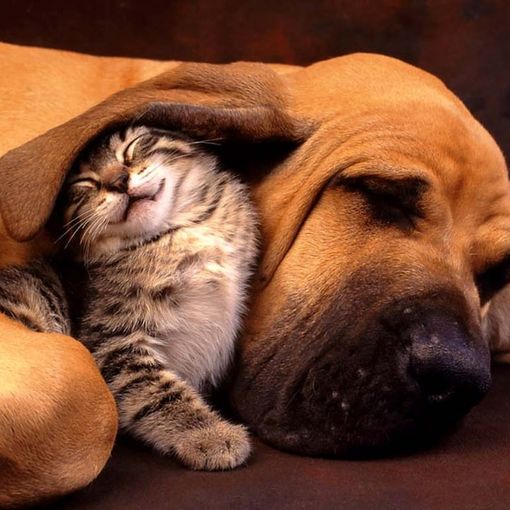 Corso di diritto privato degli animali all'università di Torino
