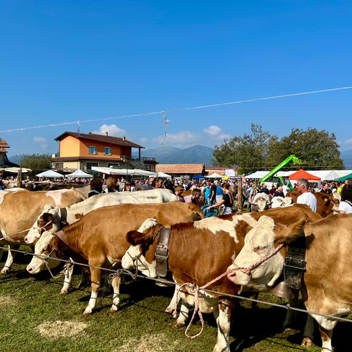 La &quot;blue tongue&quot; non ferma la Fiera Zootecnica di Armeno