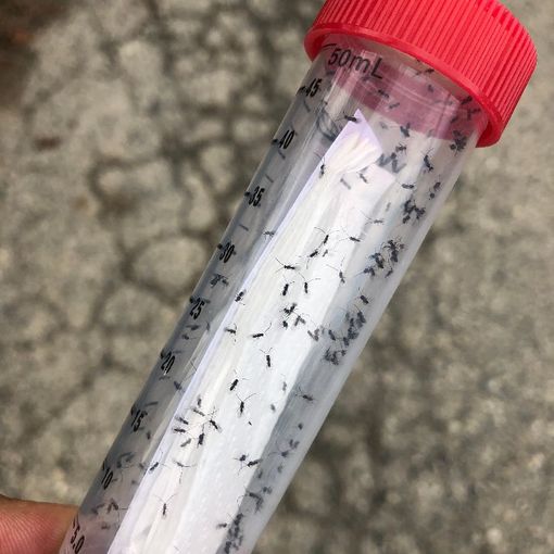 In Piemonte lotta biologica contro la Drosophila suzukii