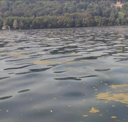 Le alghe gialle nel Lago d'Orta non sono pericolose per la salute dei bagnanti