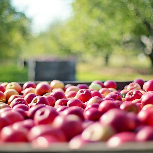 Agricoltura, dalla Regione 1,8 milioni di euro in più per la conversione al biologico