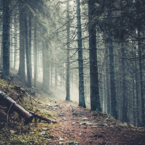 Coldiretti lancia l'Sos siccità: &quot;A rischio l'intero ecosistema forestale&quot;