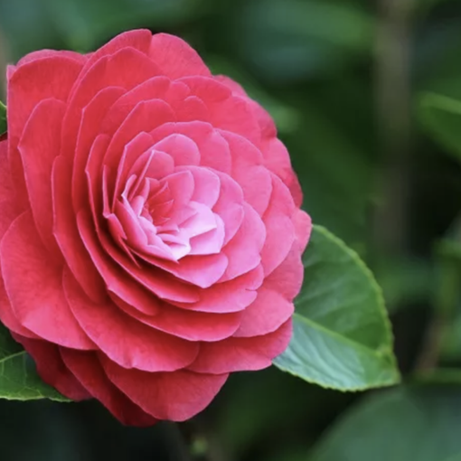A Gozzano la 35ª edizione della Mostra della Camelia