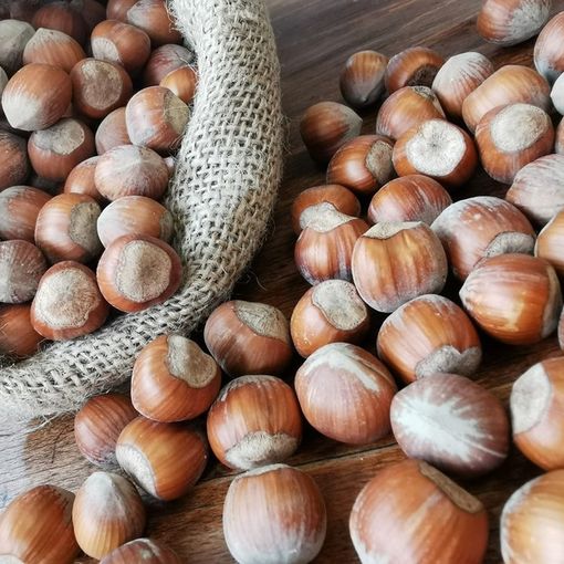 Il timore di Cia: &quot;Siccità e prezzi bassi stanno mettendo fuori mercato le nocciole piemontesi&quot;
