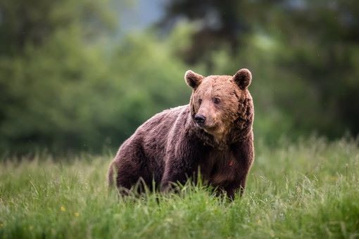 Orsa JJ4, l'auspicio del ministro Pichetto Fratin: &quot;Spero non venga abbattuta&quot;