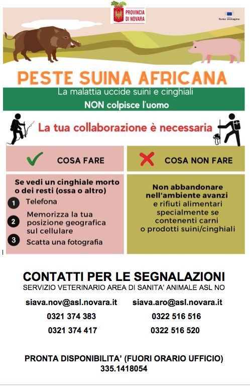 Gestione della peste suina africana: cosa fare e a chi rivolgersi