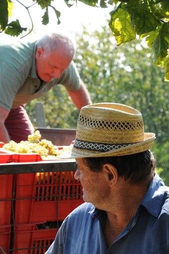 La Regione a difesa del vino: l'assessore Protopata scrive al ministro Bellanova La Regione a difesa del vino: l'assessore Protopata scrive al ministro Bellanova