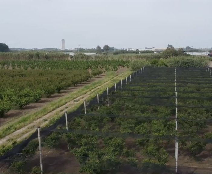 Caserta, frodi in finanziamenti Ue. 12 arresti e sequestri per 9,5 mln