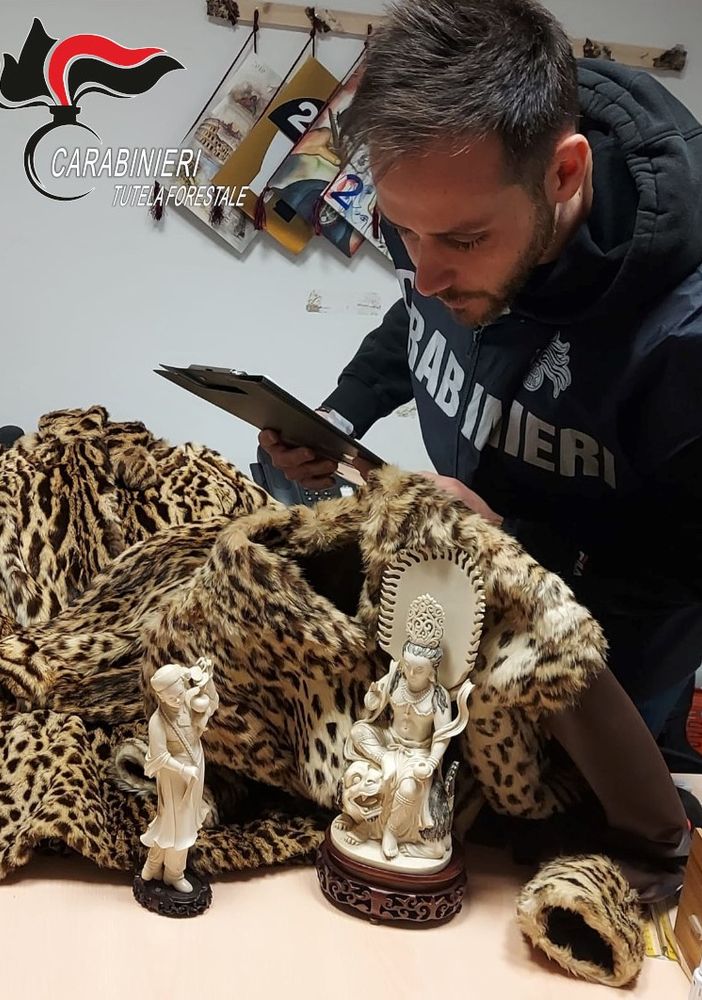 Biella, blitz al mercatino dell’antiquariato: sequestrati avorio e pellicce di leopardo