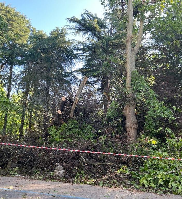 Paura domenica notte per un albero crollato nel Parco dei Bambini