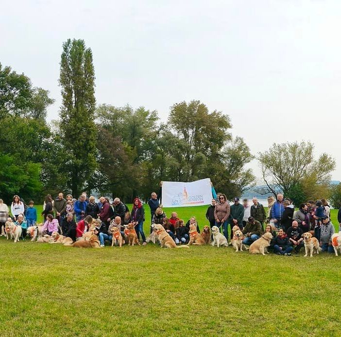 Arona: oltre 80 Golden Retriever in città per l'annuale passeggiata di gruppo