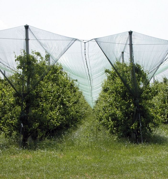 La Regione investe 5 milioni di euro per proteggere le imprese agricole da grandinate e gelate tardive