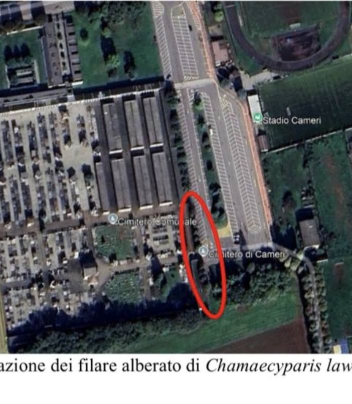 Cameri, messa in sicurezza delle alberature al cimitero comunale