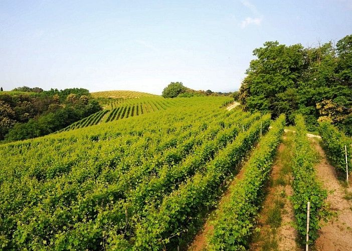 Piemonte: oltre 19 milioni di euro per il comparto vitivinicolo
