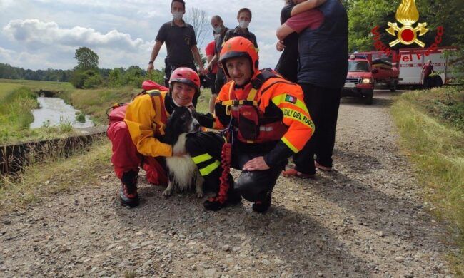 Novara, soccorso cane incastrato in un canale d'irrigazione