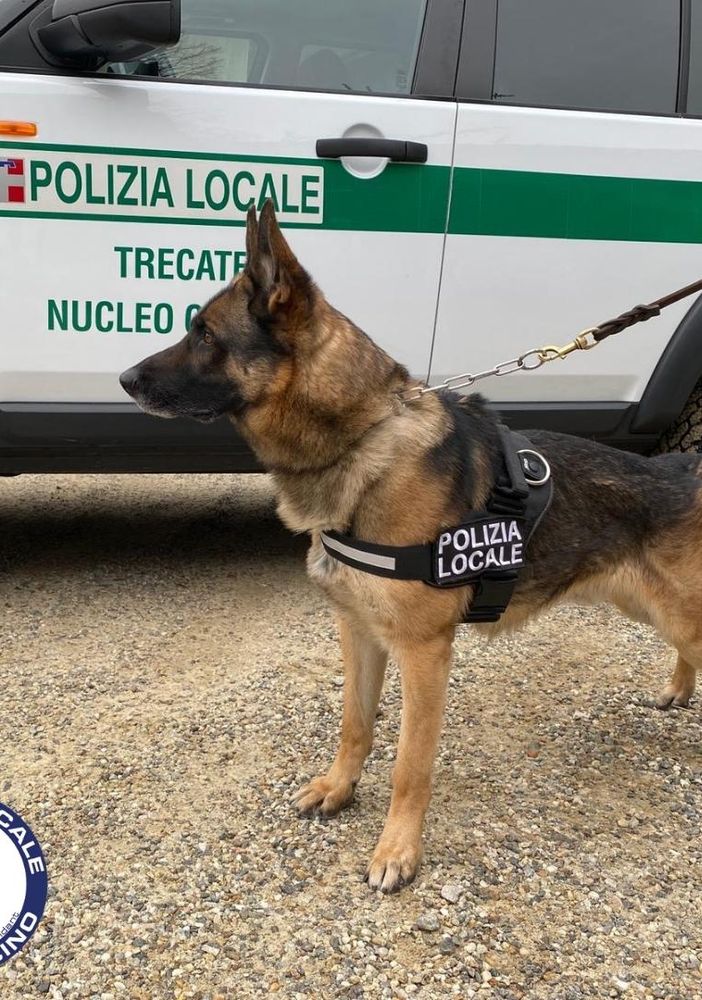 Trecate, il cane antidroga scopre spacciatore