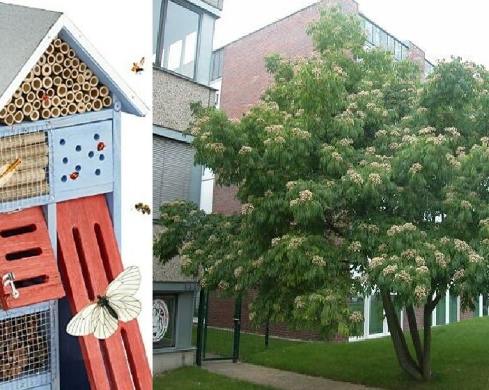 Al Bioparco Roggia Moretta sarà installato un ‘Bee Hotel’