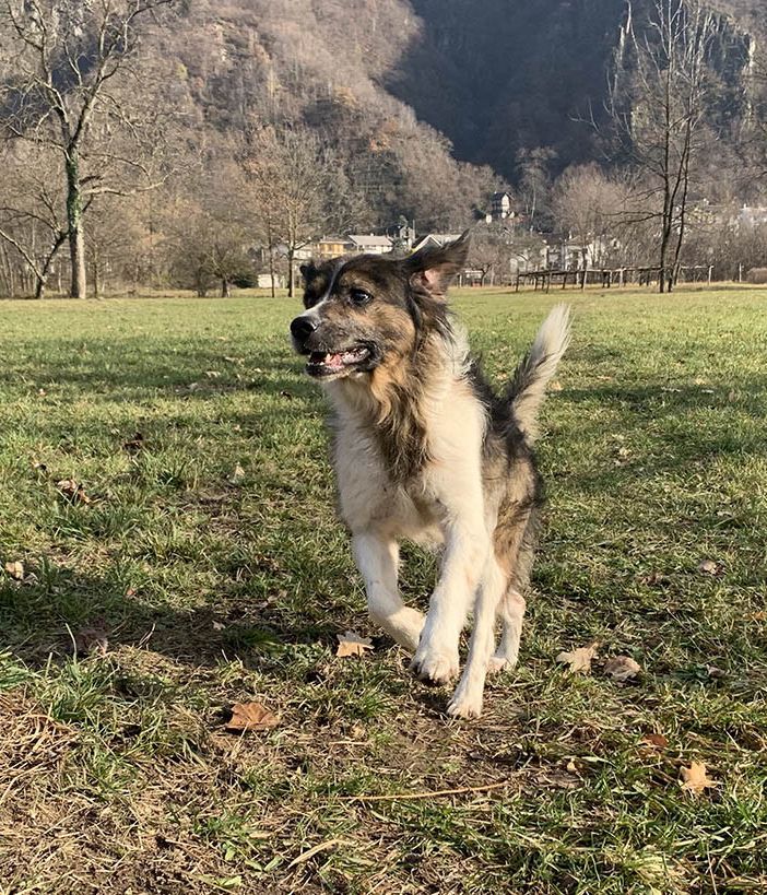 Inaugurazione dell'area cani a Bellinzago Novarese