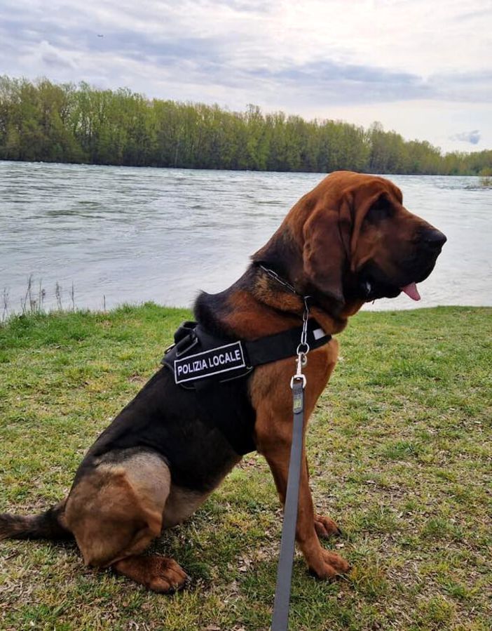 Dikra, il cane molecolare della Polizia Locale di Trecate, entra in servizio