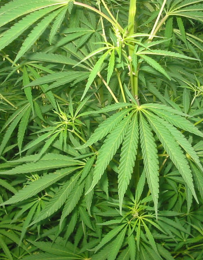 Cannabis terapeutica, Luv: “Farmaci introvabili, inaccettabile che i malati piemontesi rimangano senza cure&quot;