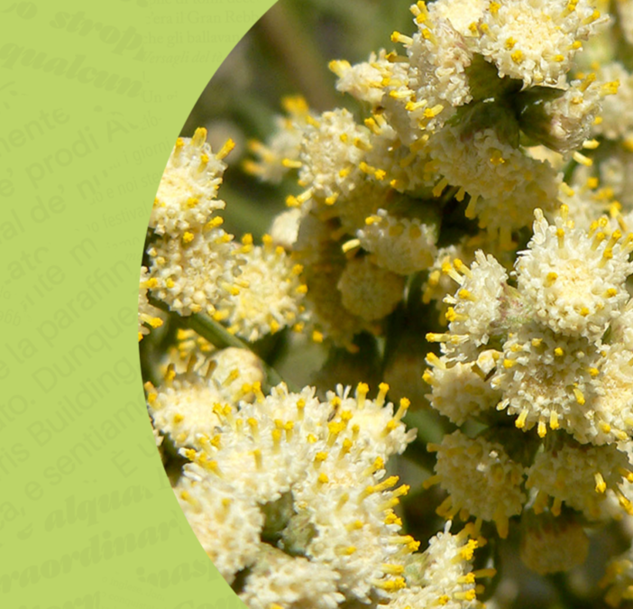 Flora Alloctona: la sfida delle specie vegetali aliene al Circolo dei Lettori
