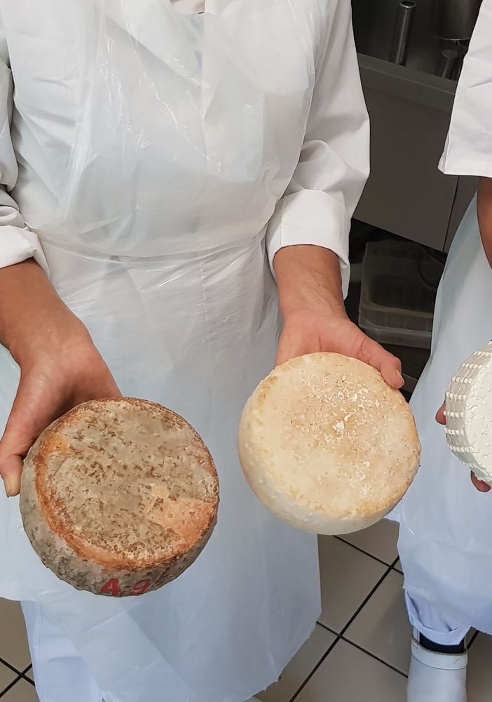 Un viaggio nel mondo del formaggio di capra, dove il rispetto per l’ambiente e per gli animali sposa tradizione e innovazione