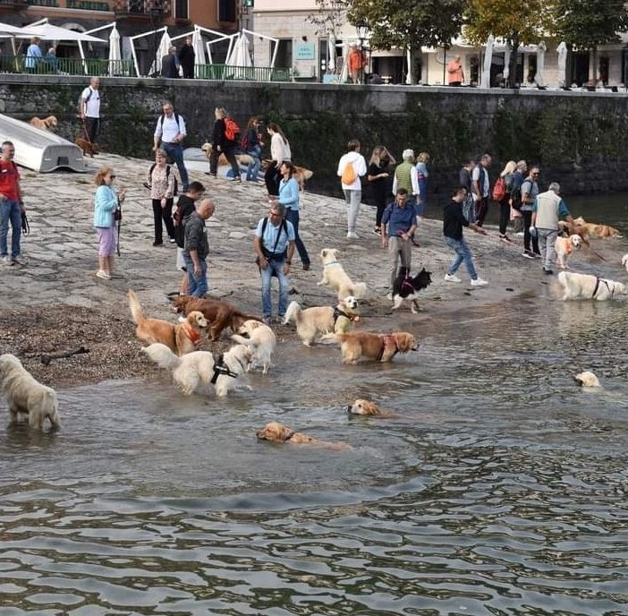 Raduno di Golden Retriever ad Arona: una giornata di festa per i dolci dorati