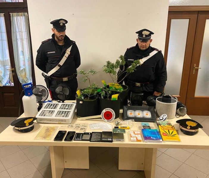 In casa una serra di marijuana: in arresto un 22enne