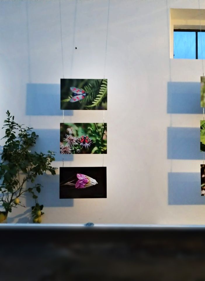 Il mondo degli insetti diventa multimediale: al Museo Meina arriva la mostra “MicroMacro”