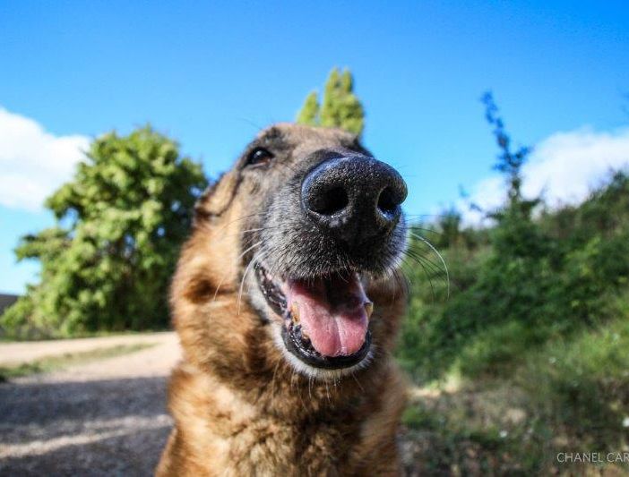 Campagna estiva di adozione cani: un'iniziativa promossa dal comune di Novara ed ENPA per contrastare gli abbandoni