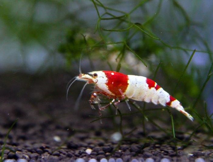 Petsfestival 2021: l’acquariologia è di casa