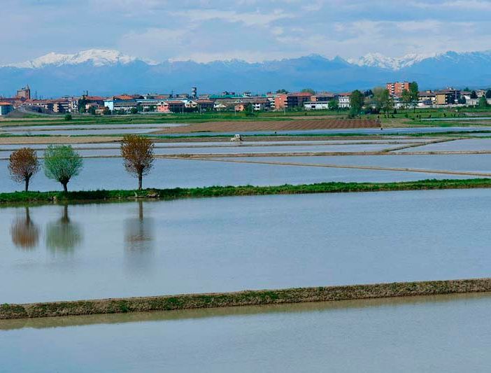 Coldiretti Novara-Vco – Riso: no al riconoscimento dell’Igp Basmati proposto dal Pakistan