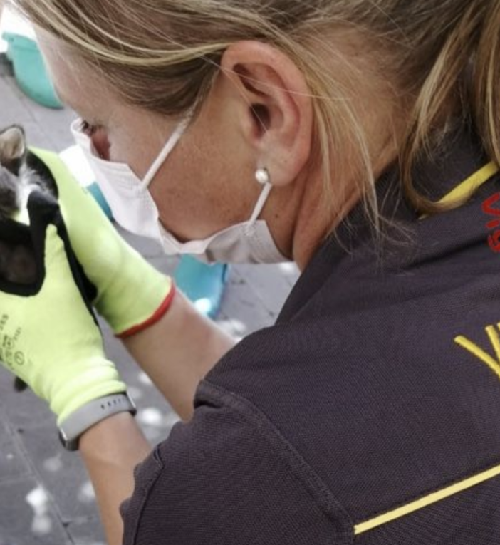Gattino cade nel vano ascensore e resta intrappolato