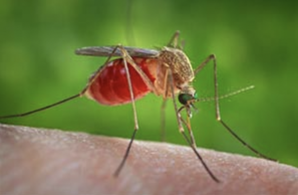 Prima vittima in Piemonte dell'infezione trasmessa dalle zanzare West Nile. E' successo a Novara