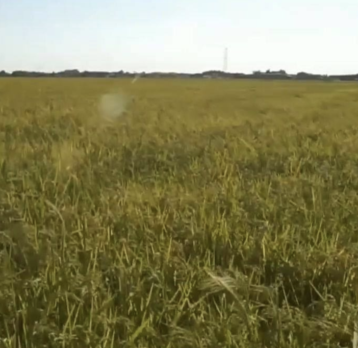 Siccità: è stato di emergenza per il consorzio irriguo Est Sesia
