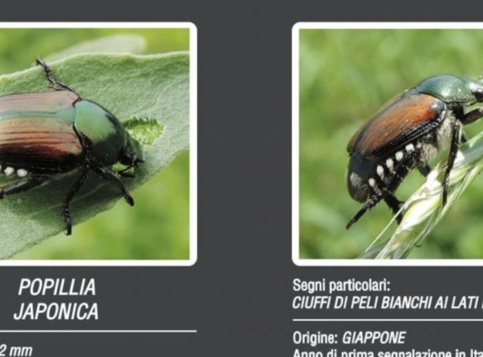 A Novara focus sull’emergenza popillia japonica con gli assessori regionali all’agricoltura e all’ambiente