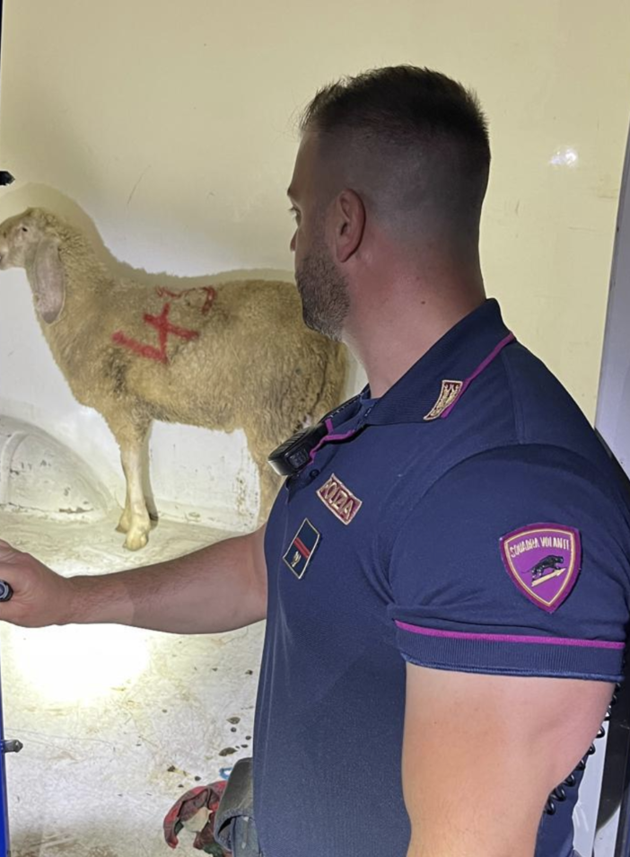 Indagato un uomo per maltrattamento di animali