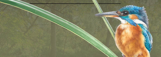 A Novara una serata di birdwatching