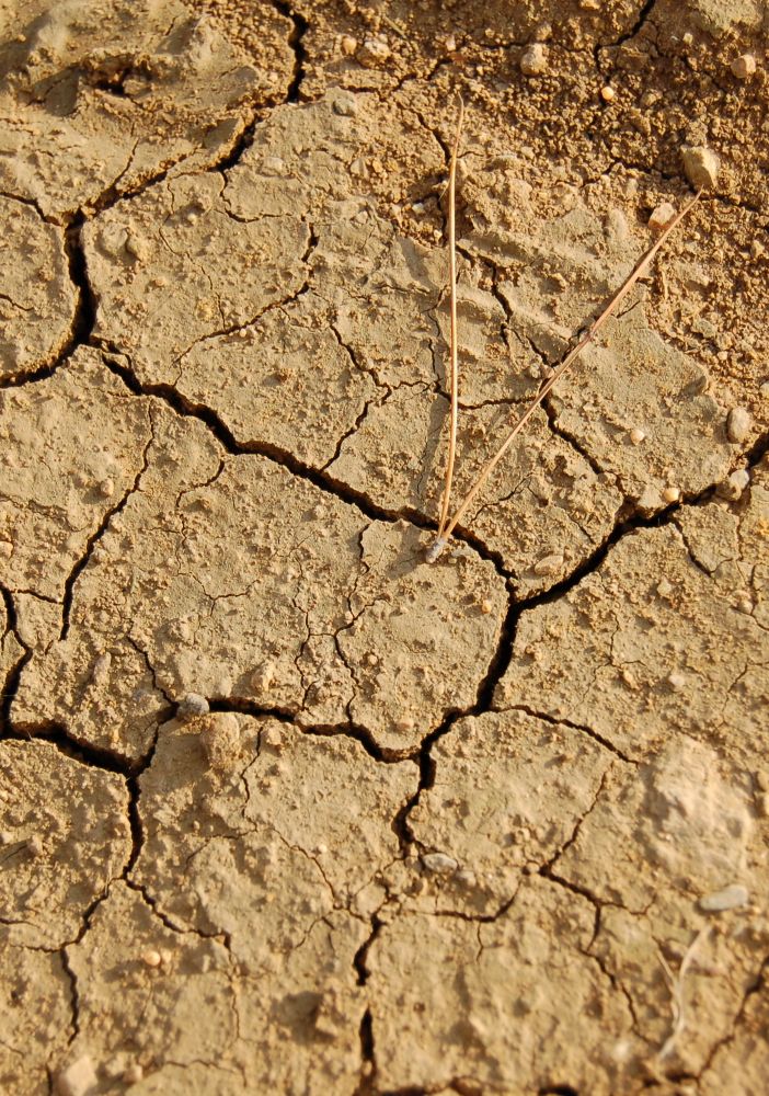 Trecate, ultimi giorni per presentare le domande per i danni siccità