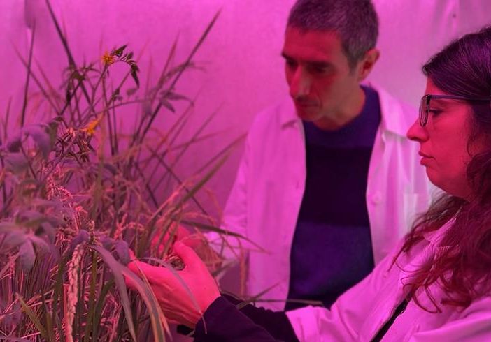 L'Università del Piemonte Orientale partecipa a un progetto per sviluppare riso più resistente al clima