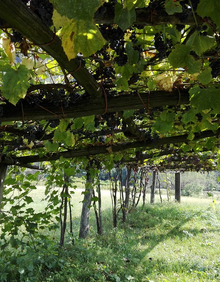 Vendemmia, Coldiretti: per braccianti dai paesi dell’est ridurre burocrazia e semplificare voucher agricolo