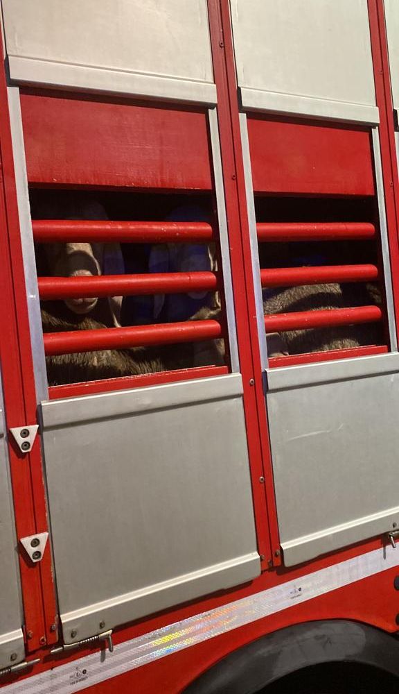 Trasportavano 600 pecore senza documentazione, sanzionati due camionisti