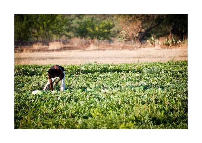 La Confederazione Italiana Agricoltori chiede sanatoria per irregolari e immigrati che lavorano nei campi