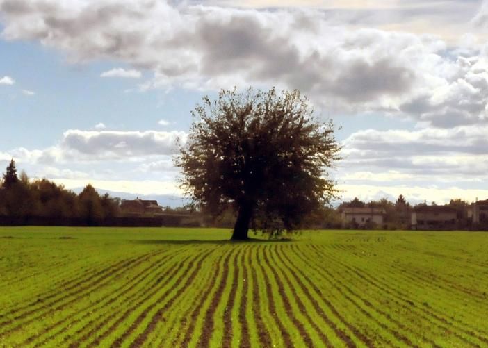 Dalla Regione Piemonte nove milioni per le aziende agricole: nuovi agriturismi e attività sostenibili