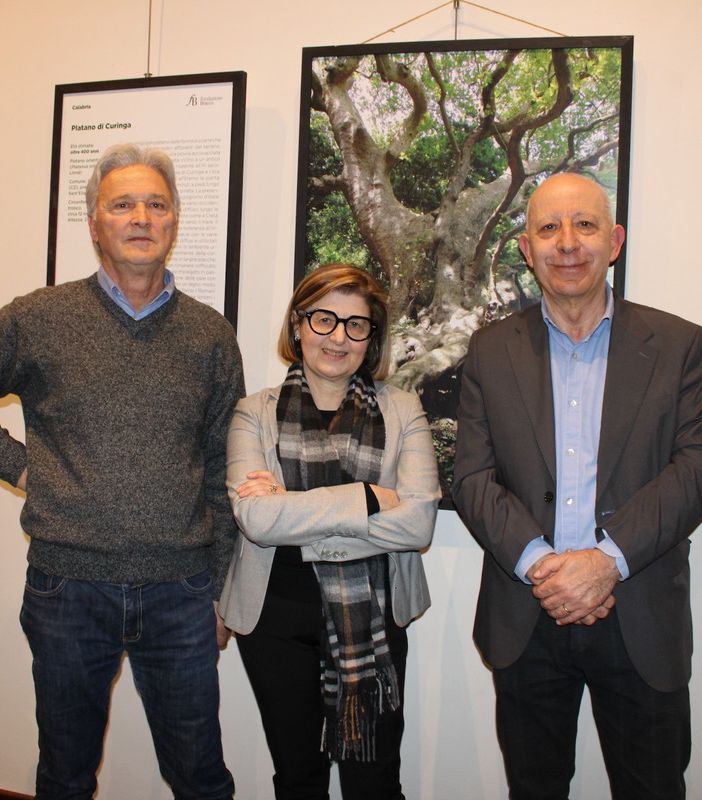 &quot;Alberi straordinari d’Italia&quot;: una mostra che celebra la natura