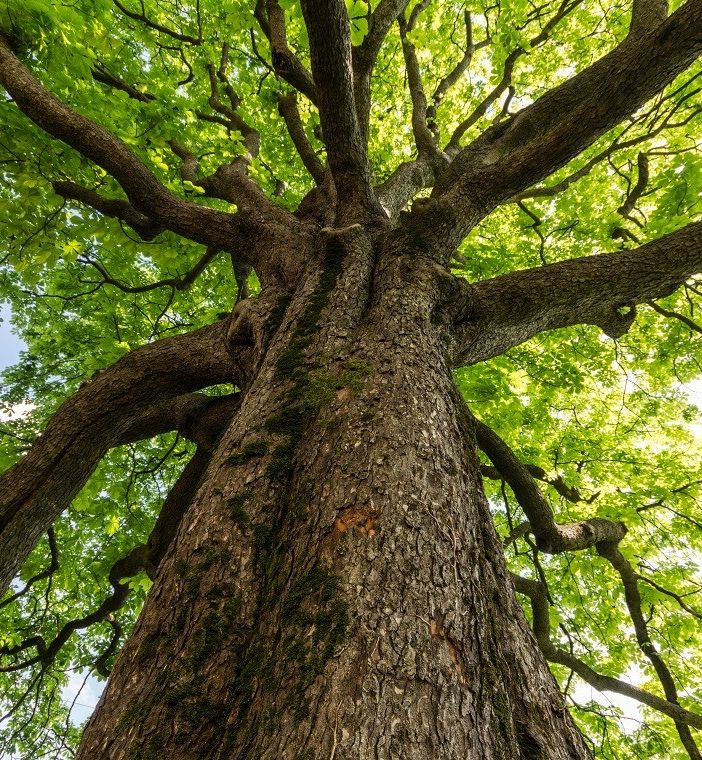 Coldiretti Piemonte, giornata alberi: boschi salgono a record 120 mila Km quadrati, il 40% dell’Italia